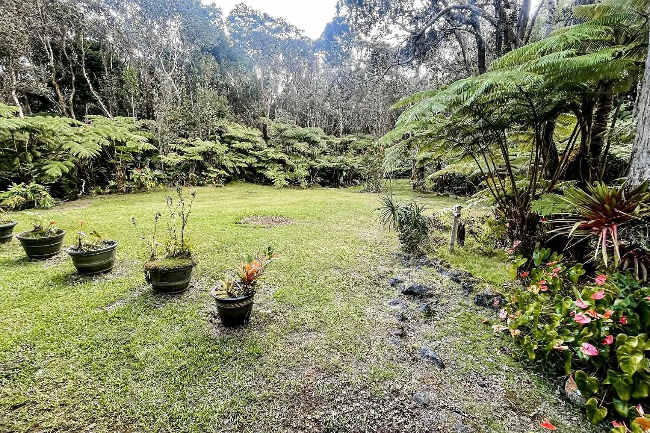 Anthurium Cottage Volcano